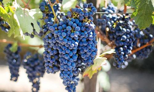 /../assets/images/pages/winery-splash.jpg